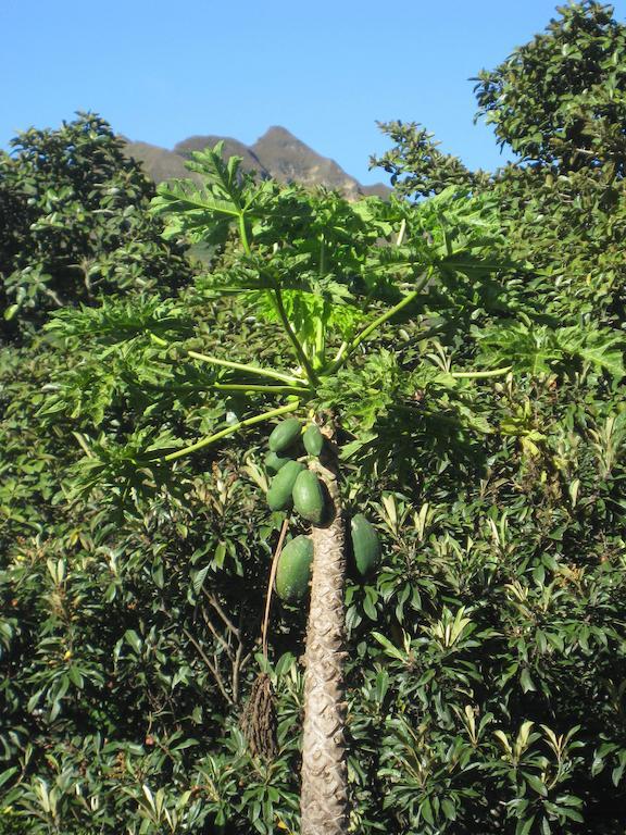 Casa Madre Tierra Hotel Vilcabamba Kültér fotó